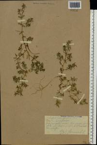 Euphorbia peplis L., Eastern Europe, South Ukrainian region (E12) (Ukraine)