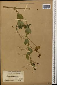 Lathyrus miniatus M.Bieb. ex Steven, Caucasus, Armenia (K5) (Armenia)