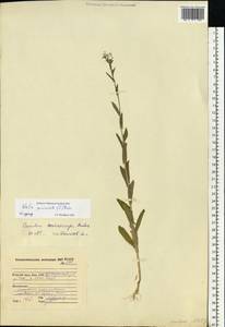 Neslia paniculata (L.) Desv., Eastern Europe, Northern region (E1) (Russia)