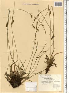 Carex distans L., Eastern Europe, Central region (E4) (Russia)