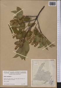 Prunus virginiana L., America (AMER) (Canada)