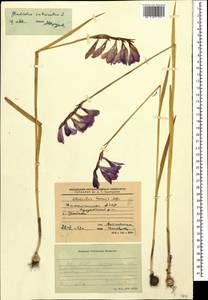 Gladiolus tenuis M.Bieb., Caucasus, Dagestan (K2) (Russia)