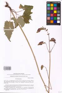 MHA 0 156 243, Salvia nutans L., Eastern Europe, South Ukrainian region (E12) (Ukraine)