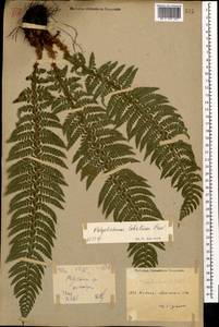 Polystichum aculeatum (L.) Roth, Caucasus, Armenia (K5) (Armenia)