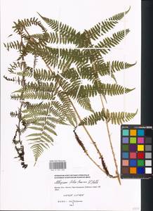 Athyrium filix-femina (L.) Roth, Eastern Europe, Moscow region (E4a) (Russia)