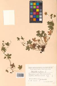 Potentilla reptans L., Siberia, Russian Far East (S6) (Russia)