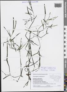 Potamogeton compressus L., Eastern Europe, Central region (E4) (Russia)