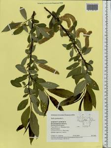 Salix pentandra L., Eastern Europe, Central region (E4) (Russia)