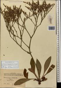 Goniolimon tataricum (L.) Boiss., Caucasus, Krasnodar Krai & Adygea (K1a) (Russia)