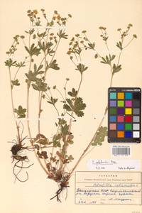 Potentilla thuringiaca Bernh. ex Link, Eastern Europe, Eastern region (E10) (Russia)