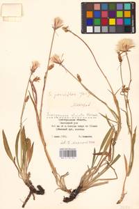 Scorzonera parviflora Jacq., Eastern Europe, Lower Volga region (E9) (Russia)