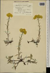 Helichrysum graveolens (M. Bieb.) Sw., Caucasus, Armenia (K5) (Armenia)