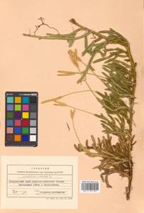 Lycopodium clavatum L., Siberia, Russian Far East (S6) (Russia)