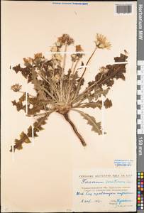 Taraxacum serotinum (Waldst. & Kit.) Poir., Eastern Europe, North Ukrainian region (E11) (Ukraine)