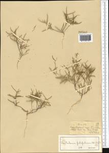 Leptaleum filifolium (Willd.) DC., Middle Asia, Syr-Darian deserts & Kyzylkum (M7) (Kazakhstan)