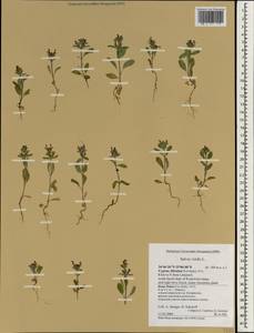 Salvia viridis L., South Asia, South Asia (Asia outside ex-Soviet states and Mongolia) (ASIA) (Cyprus)