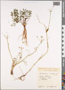 Astrodaucus orientalis (L.) Drude, Caucasus, Georgia (K4) (Georgia)
