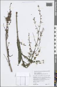 Rumex aquaticus L., Siberia, Baikal & Transbaikal region (S4) (Russia)