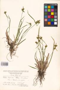 Carex flava L., Eastern Europe, West Ukrainian region (E13) (Ukraine)