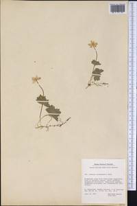 Anemonastrum richardsonii (Hook.) Mosyakin, America (AMER) (Greenland)