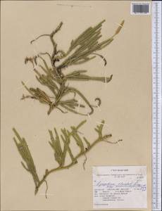 Lycopodium lagopus (Laest. ex C. Hartm.) Zinserl. ex Kuzen., America (AMER) (United States)