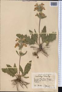 Phlomoides labiosa (Bunge) Adylov, Kamelin & Makhm., Middle Asia, Western Tian Shan & Karatau (M3) (Uzbekistan)