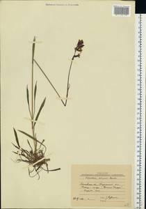 Viscaria vulgaris Röhl., Eastern Europe, Moscow region (E4a) (Russia)