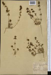 Pyankovia brachiata (Pall.) Akhani & Roalson, Middle Asia, Northern & Central Kazakhstan (M10) (Kazakhstan)