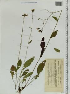 Crepis lyrata (L.) Froel., Siberia, Central Siberia (S3) (Russia)