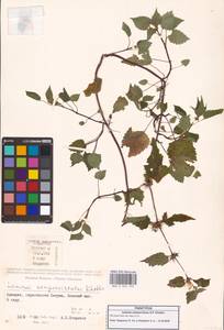 Lamium album subsp. album, Caucasus, Georgia (K4) (Georgia)