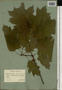 Quercus rubra L., Eastern Europe, North Ukrainian region (E11) (Ukraine)