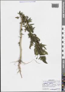 Oxybasis rubra (L.) S.Fuentes, Uotila & Borsch, Eastern Europe, Middle Volga region (E8) (Russia)