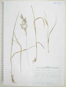 Calamagrostis obtusata Trin., Siberia, Russian Far East (S6) (Russia)