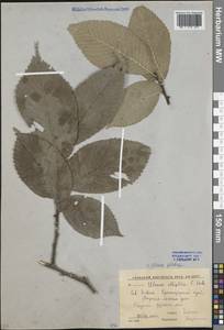 Ulmus glabra Huds., Caucasus, Krasnodar Krai & Adygea (K1a) (Russia)