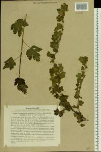 Ribes uva-crispa, Eastern Europe, North Ukrainian region (E11) (Ukraine)