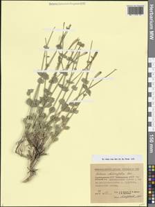 Silene chlorifolia Sm., Caucasus, Azerbaijan (K6) (Azerbaijan)