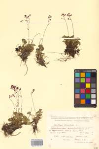 Micranthes punctata (L.) Losinsk., Siberia, Russian Far East (S6) (Russia)