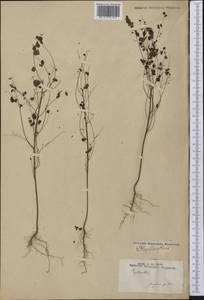 Phyllanthus, America (AMER) (Not classified)