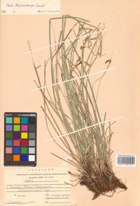 Carex blepharicarpa Franch., Siberia, Russian Far East (S6) (Russia)