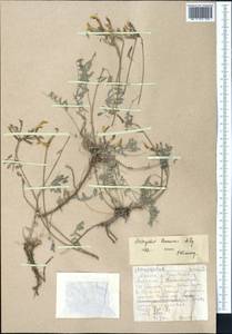 Astragalus bossuensis Popov, Middle Asia, Western Tian Shan & Karatau (M3) (Kazakhstan)