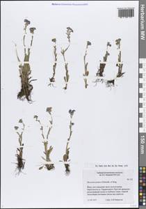 Myosotis asiatica (Vestergr. ex Hultén) Schischk. & Serg., Siberia, Western Siberia (S1) (Russia)