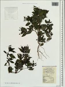 Acalypha australis L., Crimea (KRYM) (Russia)