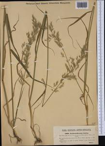 Arrhenatherum elatius (L.) P.Beauv. ex J.Presl & C.Presl., Western Europe (EUR) (Austria)