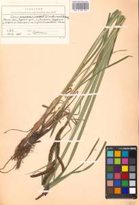Carex acuta L., Eastern Europe, Moscow region (E4a) (Russia)
