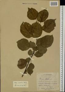 Malus sylvestris Mill., Eastern Europe, Middle Volga region (E8) (Russia)