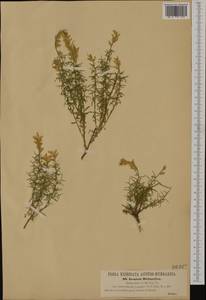 Genista sylvestris subsp. dalmatica (Bartl.)H.Lindb., Western Europe (EUR) (Croatia)