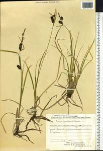 Carex jacutica V.I.Krecz., Siberia, Chukotka & Kamchatka (S7) (Russia)