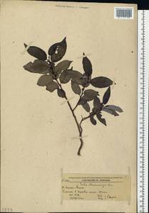 Chosenia cardiophylla (Trautv. & C. A. Mey.) N. Chao, Siberia, Russian Far East (S6) (Russia)