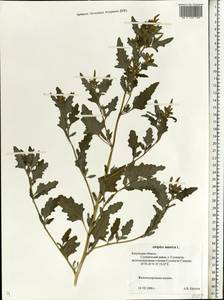 Atriplex tatarica L., Eastern Europe, Central region (E4) (Russia)