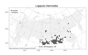 Lappula intermedia (Ledeb.) Popov, Atlas of the Russian Flora (FLORUS) (Russia)